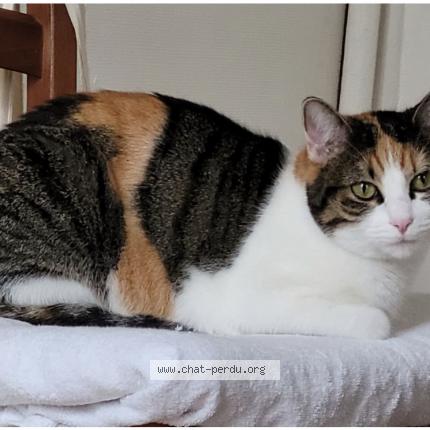 Photo 1/1 Mimi Chat perdu à Poissy