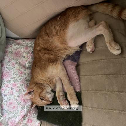 Photo de chat perdu à Distre