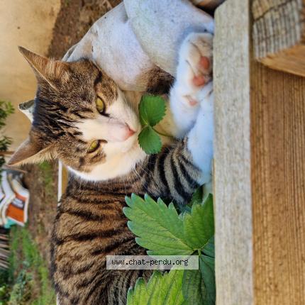 Photo de chat perdu à Antibes