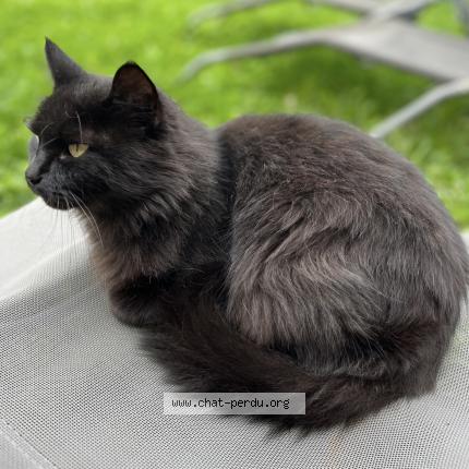 Photo 1/1 Marley Chat perdu à Gap