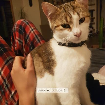 Photo 1/1 Chat retrouvé Perdu à Bresse Sur Grosne