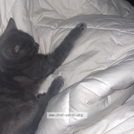 Photo 1/1 Mimi Chat perdu à Saint cheron