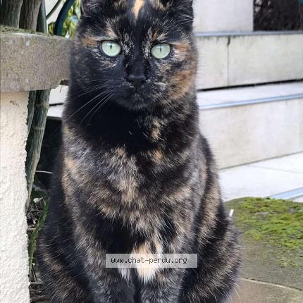 Photo de chat perdu à Helfrantzkirch