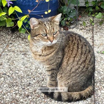 Photo de chat perdu à Chatenay Malabry