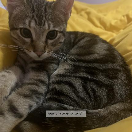 Photo 1/1 Timou Chat perdu à Avranches