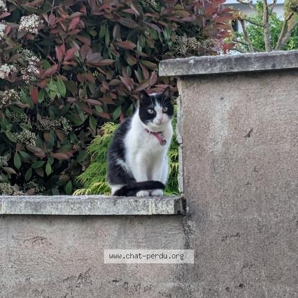Photo 1/1 Chat retrouvé Perdu à Brumath
