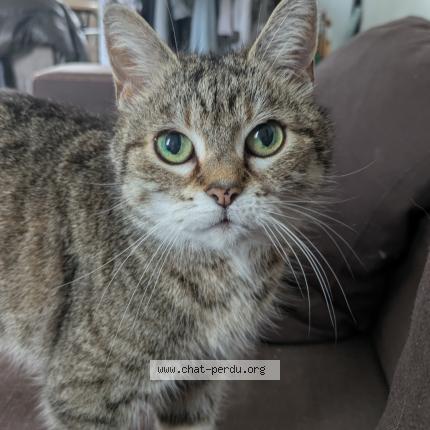Photo de chat perdu à Toufflers