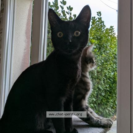 Photo de chat perdu à Brest