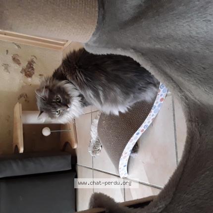 Photo 1/1 Chat retrouvé Perdu à Montreuil bellay