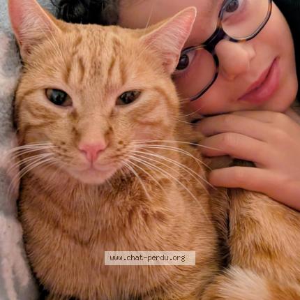 Photo de chat perdu à St Egreve