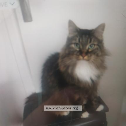 Photo de chat perdu à 38100 Grenoble