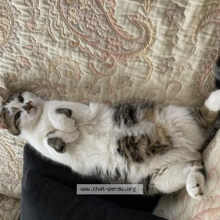 Photo de chat perdu à Laval
