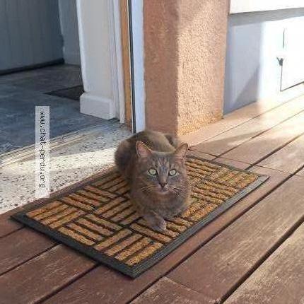 Photo 1/2 Harry Chat perdu à Epernay