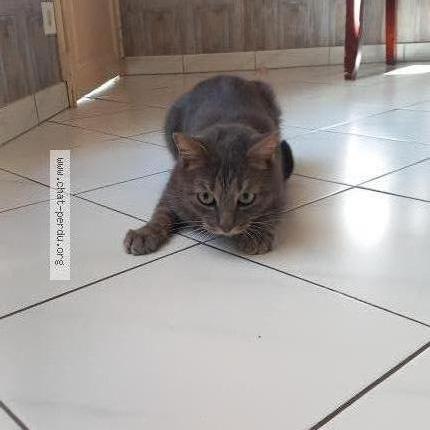 Photo 2/2 Harry Chat perdu à Epernay