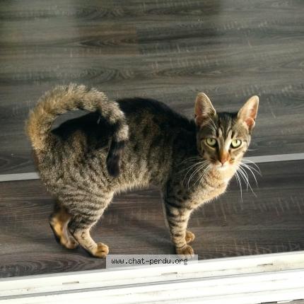 Photo 1/2 Minou Chat perdu à Lourdes