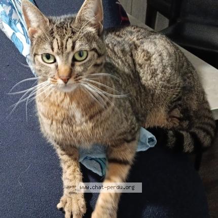 Photo 2/2 Minou Chat perdu à Lourdes