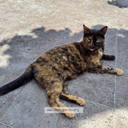 Photo de chat perdu à Saint Jean D Illac