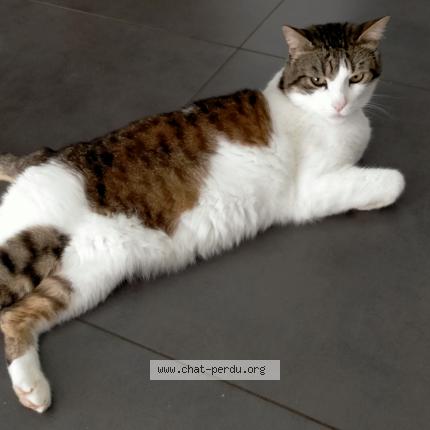 Photo de chat perdu à Segre