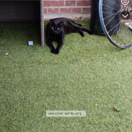 Photo 1/1 Prince Chat perdu à Le neubourg