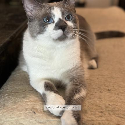 Photo de chat perdu à Grenoble