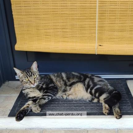 Photo 1/1 Mimi Chat perdu à Lagos