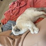 Photo de chat perdu à Saint Cyr L Ecole