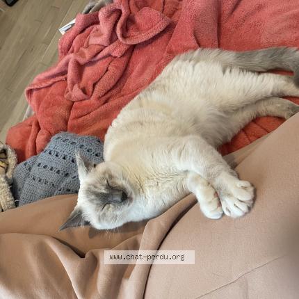 Photo 1/1 Chat retrouvé Perdu à Saint cyr l ecole