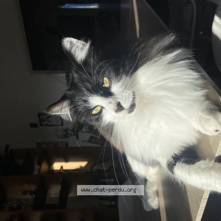 Photo 1/1 Chat retrouvé Perdu à Joue Les Tours