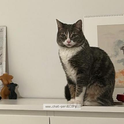 Photo de chat perdu à Brioude