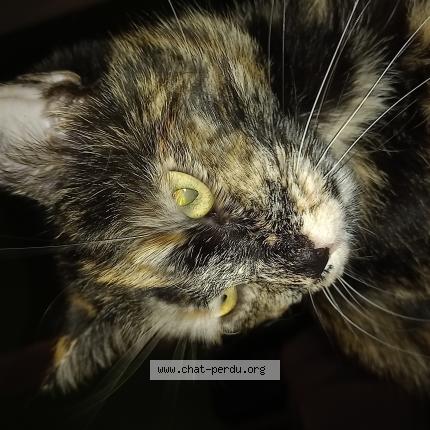 Photo 1/1 Biscotte Chat perdu à Nousty