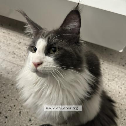Photo de chat perdu à Pollestres