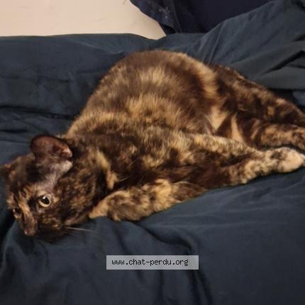 Photo 1/1 Litza Chat perdu à Montreal