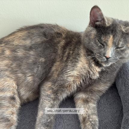 Photo 1/1 Nina Chat perdu à Montreal