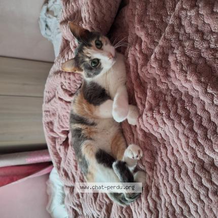 Photo 1/1 Lilo Chat perdu à Vaires sur marne