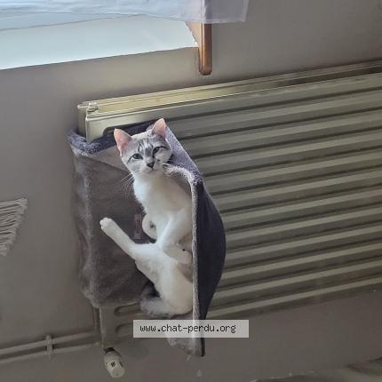 Photo 1/1 Chapitre Chat perdu à Joeuf