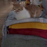 Photo de chat perdu à Chatillon Sur Chalaronne