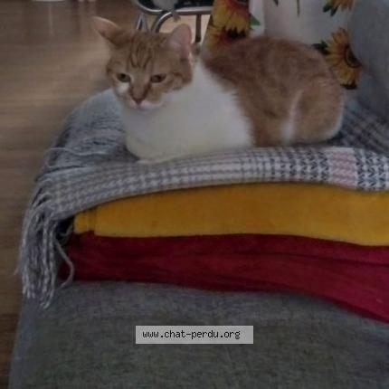 Photo 1/1 Chat retrouvé Perdu à Chatillon sur chalaronne