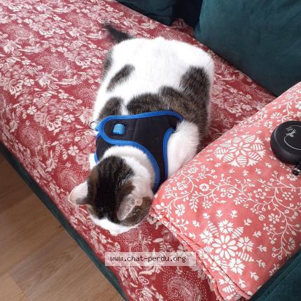 Photo de chat perdu à Plouharnel