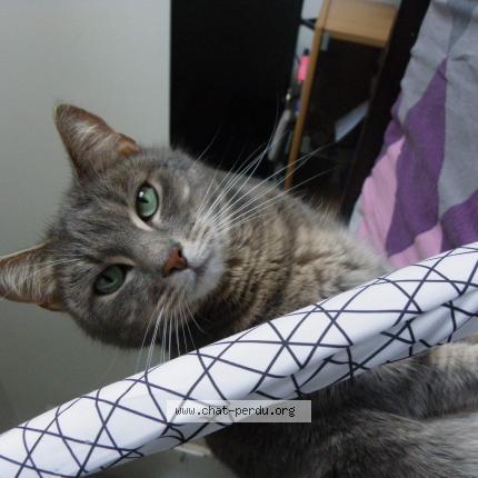 Photo de chat perdu à Rives