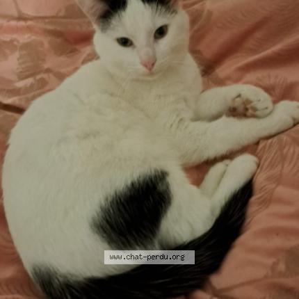 Photo 1/1 Chat retrouvé Perdu à Herouville Saint Clair