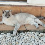 Photo de chat perdu à Saze