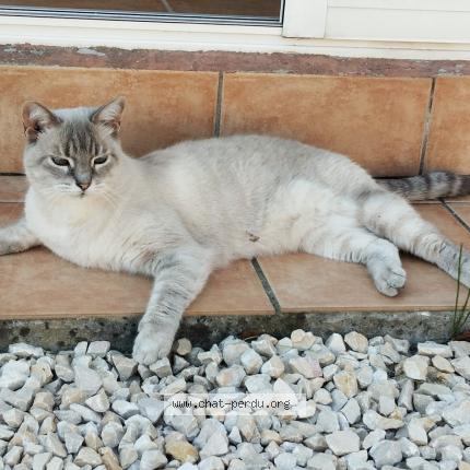 Photo 1/1 Chat retrouvé Perdu à Saze