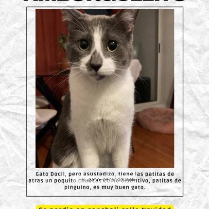 Photo 1/1 Amborguezito Chat perdu à Conchali