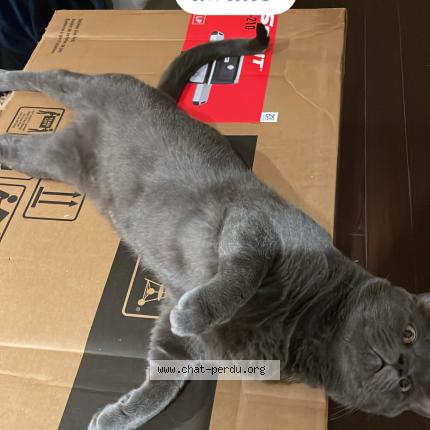 Photo 1/1 Snoop Chat perdu à La prairie