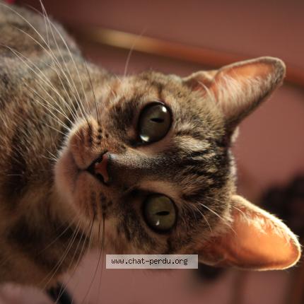 Photo 1/1 Zgougou Chat perdu à Toulouse