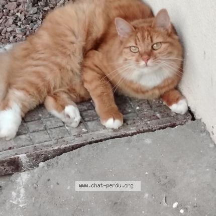 858971 Prada chat perdu à AMES - Chat Perdu France