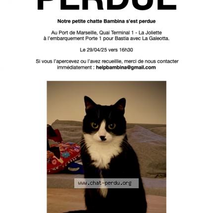 Photo 1/1 Chat retrouvé Perdu à Marseille