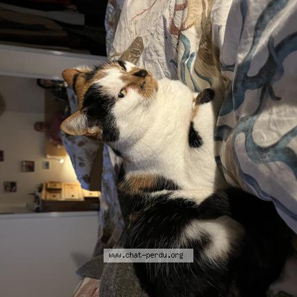Photo 1/1 Chat retrouvé Perdu à Montpellier