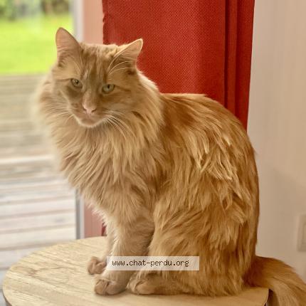 Photo de chat perdu à Rougemontiers