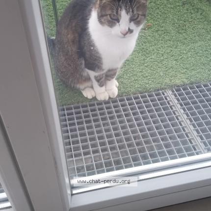 Photo de chat perdu à Chevigny Saint Sauveur